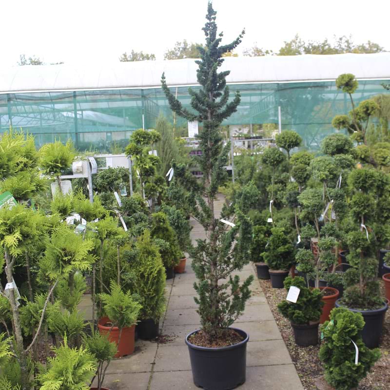 Chamaecyparis laws. 'Wissel's Saguaro'