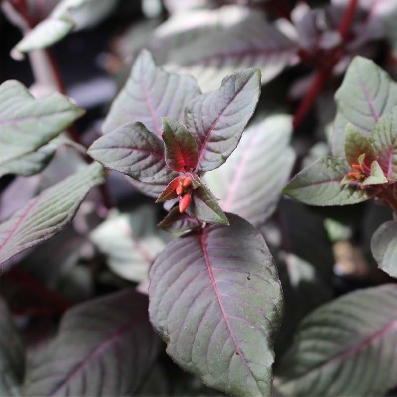 Champagne fuchsia