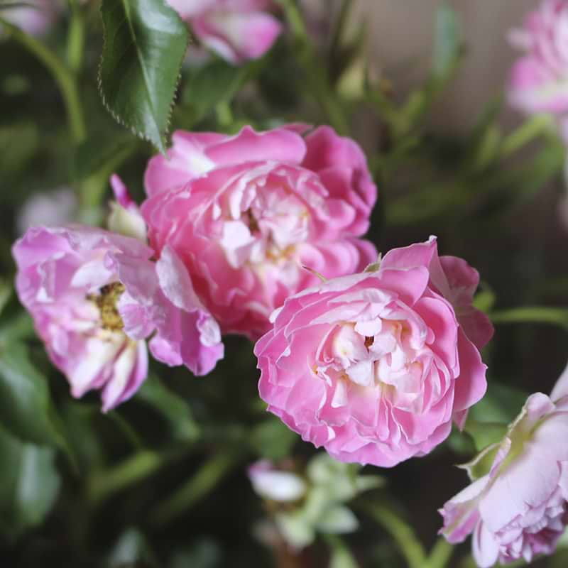 rose 'charmant'