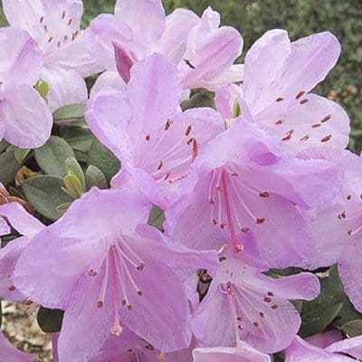 purpurviolette blomster