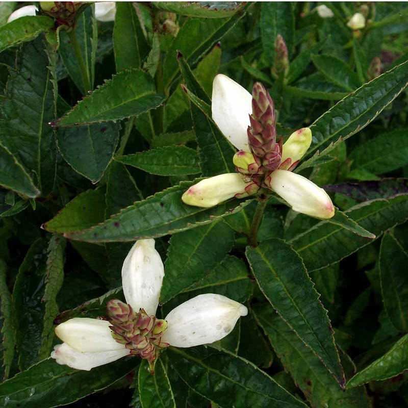 Duehoved Chelone obliqua Alba hvid