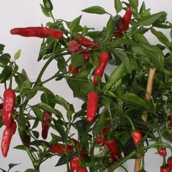 Øko Chiliplante 'Apache'