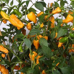 Chiliplante 'Cheyenne'