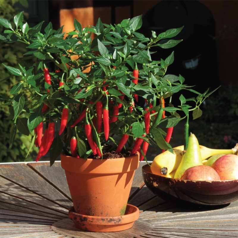 chiliplante