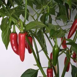 Chiliplante 'Jalapeno'