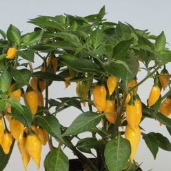 Chiliplante 'Citron' - Økologisk