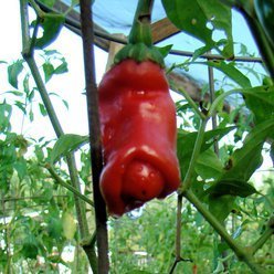 Chiliplante 'Chili penis' - Økologisk