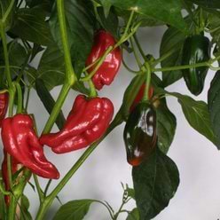 Chiliplante 'Tapas'