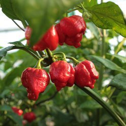 Chiliplante 'Trinidad Scorpion'