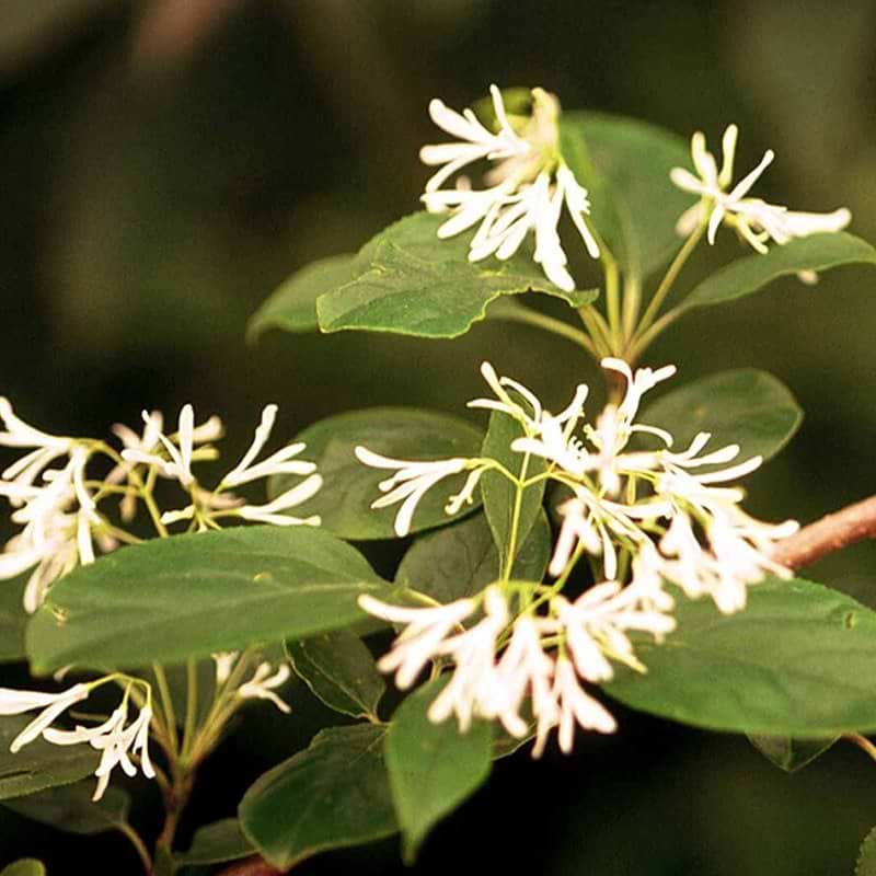 Sneflokketræ Chionanthus virginicus