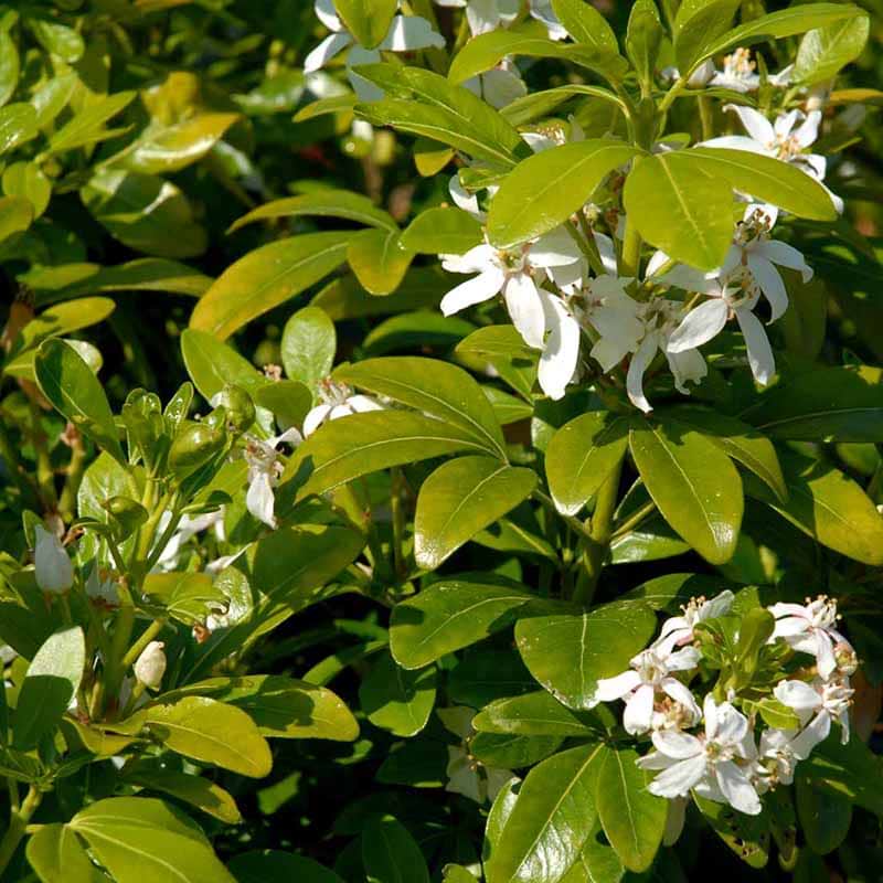 Choisya Ternata