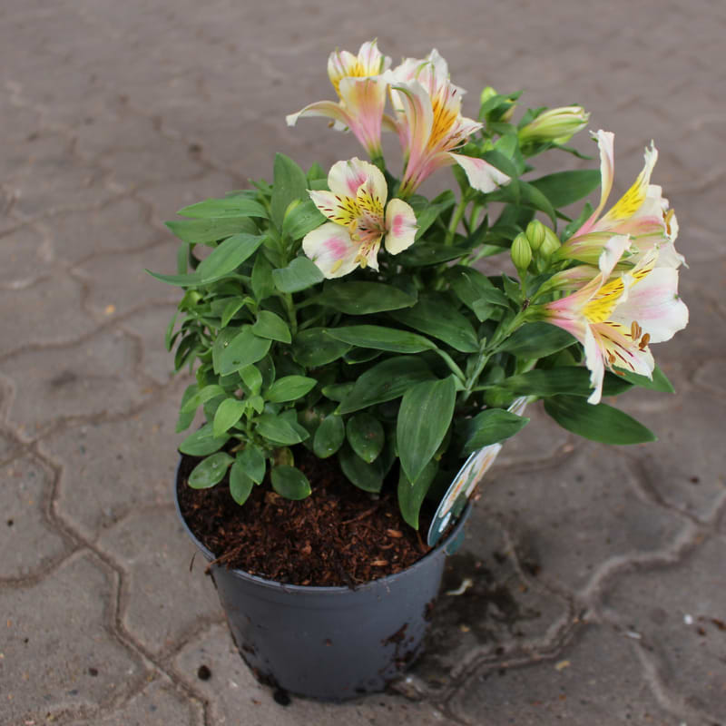 altromeria 