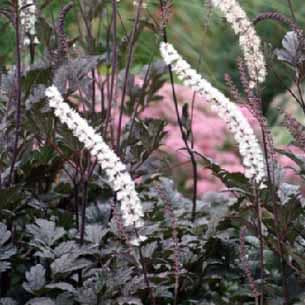 Sølvlys Atropurpurea