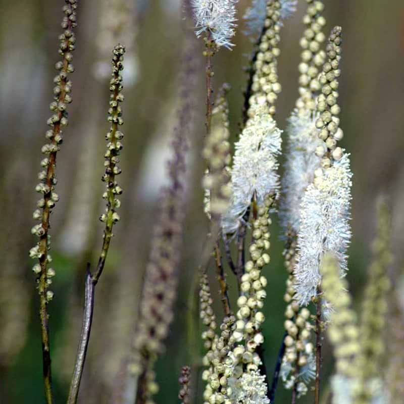 Cimicifuga racemosa var. cordifolia blomst
