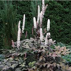 Sølvlys / Actaea (Cimicifuga ramosa 'Brunette')