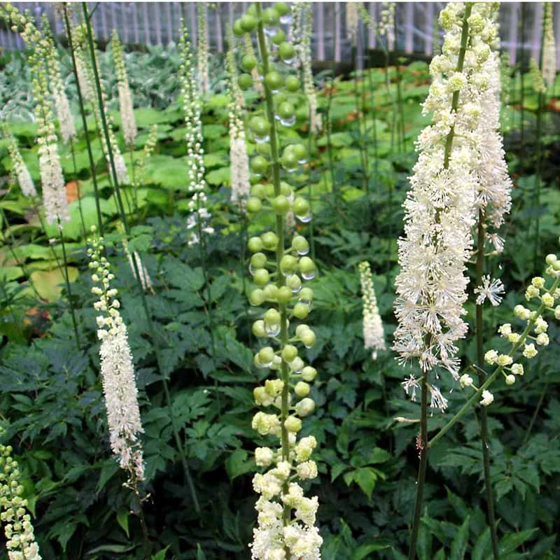 Cimicifuga racemosa blomst