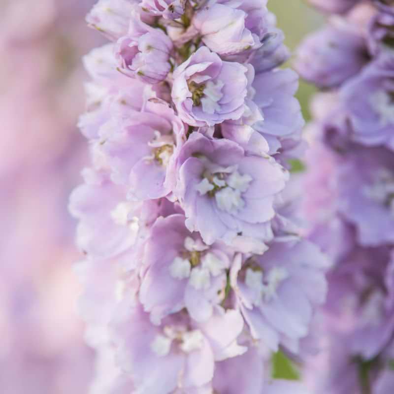 Ridderspore (Delphinium elatum Highlander 'Cinderella') Potte 2L