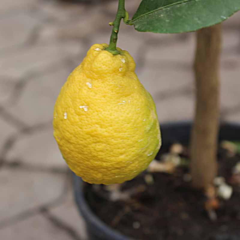 Citrontræ