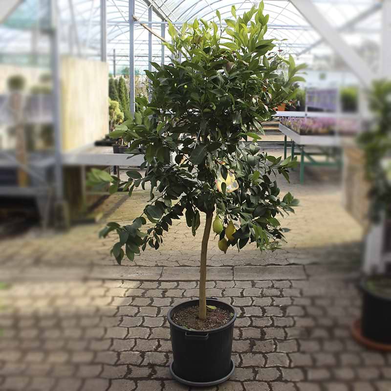Citrontræ (Citrus Limon) Opstammet 60-70 cm - Ekstra Kraftig