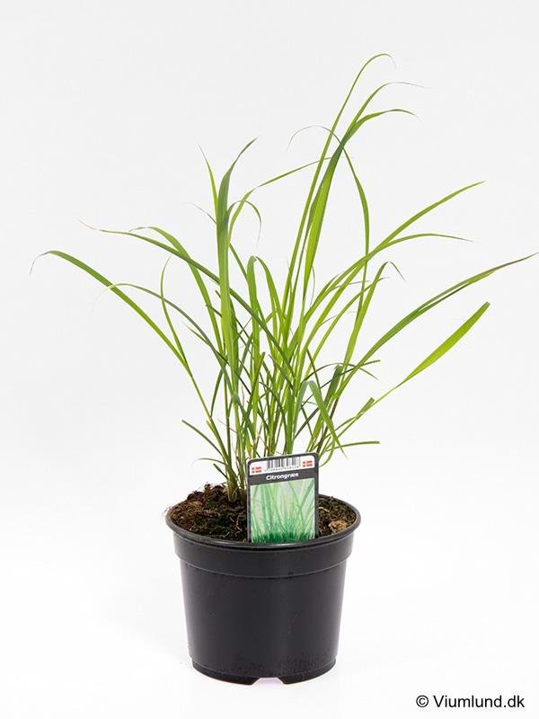 Citrongræs (Cymbopogon citratus) - Flere Varianter
