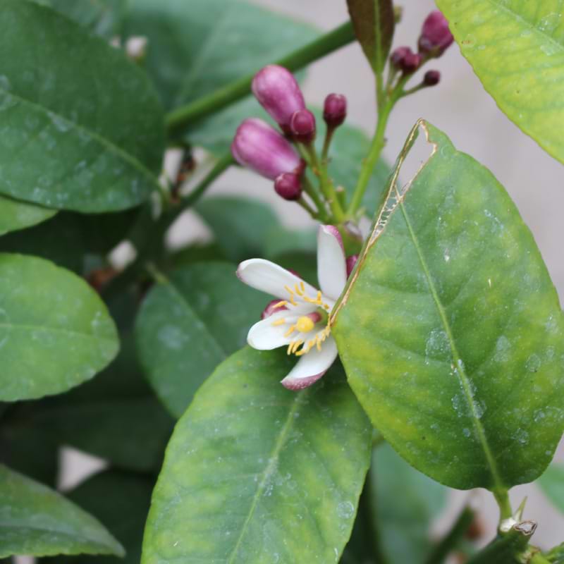 fortunella japonica blomst