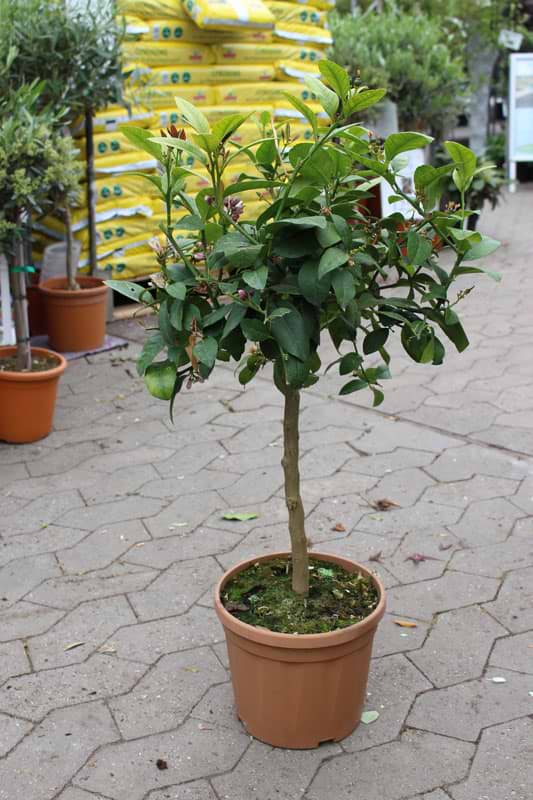 citrus lime opstammet