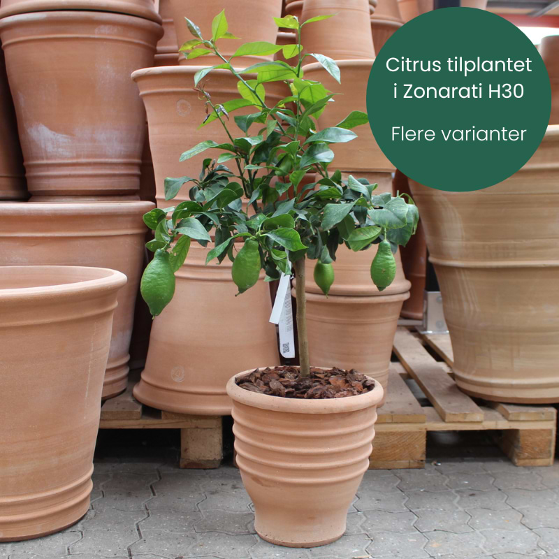 Citron/appelsintræ (Citrus Arcobal) Tilplantet i Zonarati H30