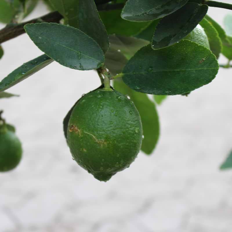 Lime citrus