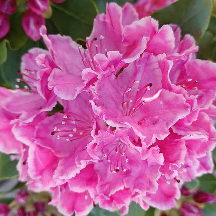 Rhododendron (Rhododendron 'Claudine') 30-40 cm