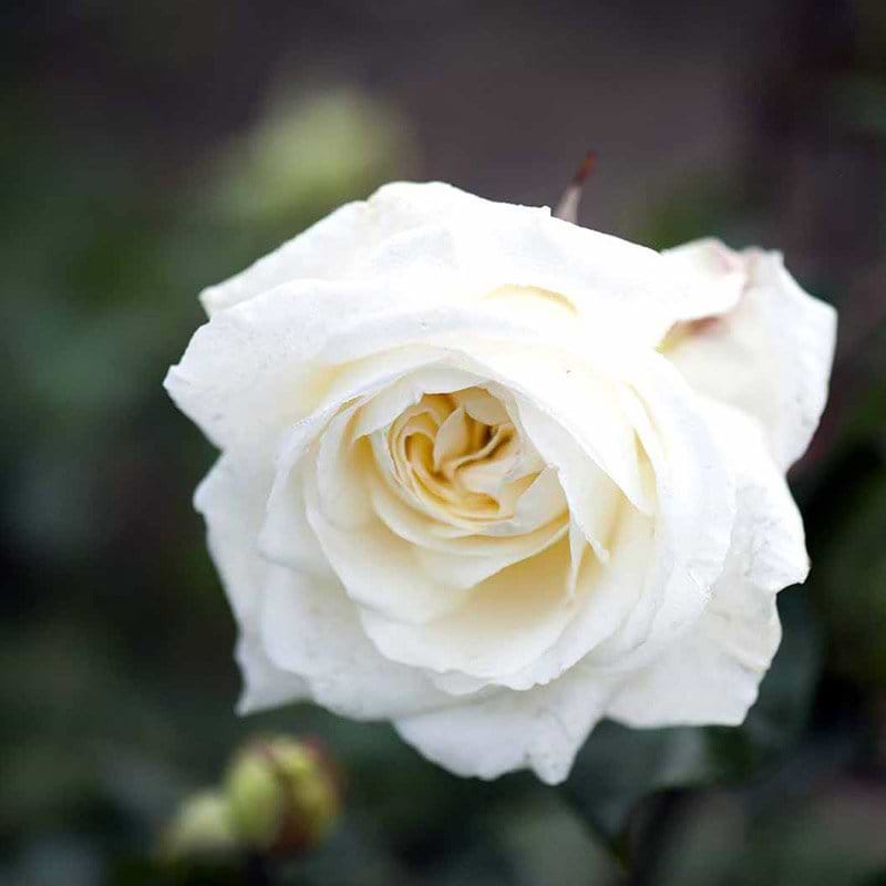 Storblomstrende rose fra Claus Dalby