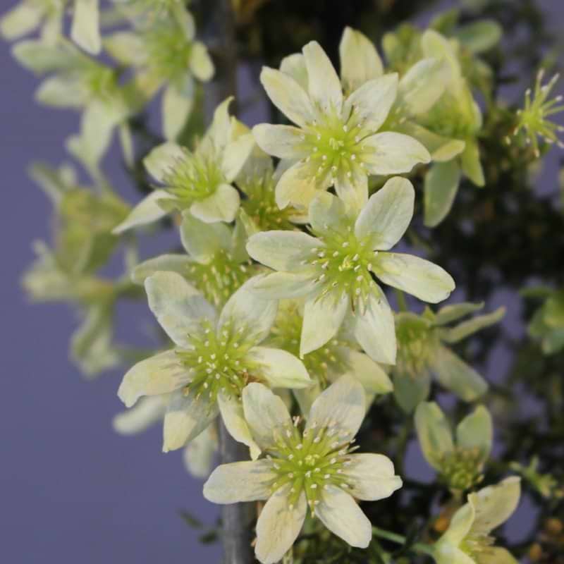 Klematis Pixie blomst