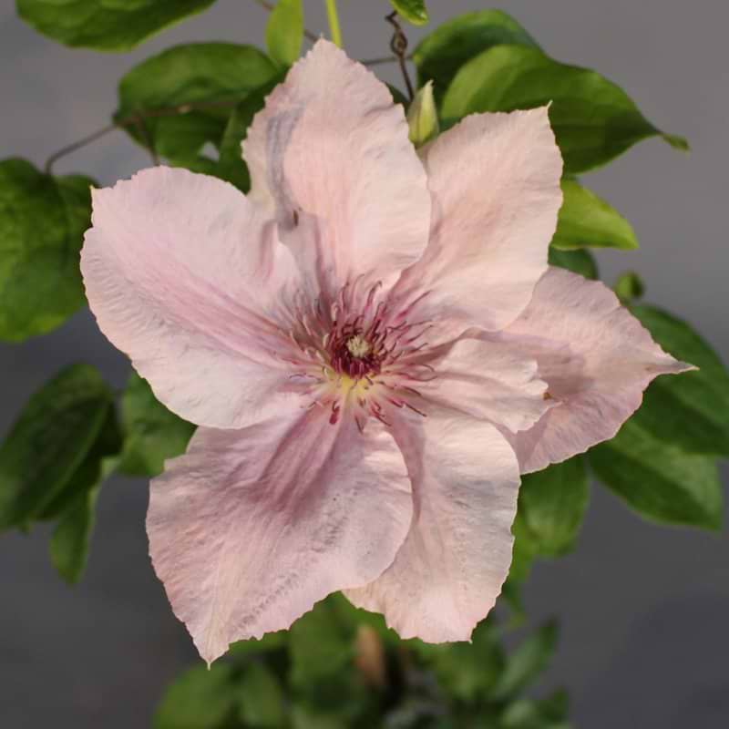 Klematis Pink fantasie