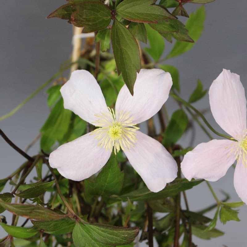 Rosa klematis