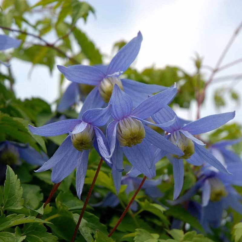 Clematis alpina blomst