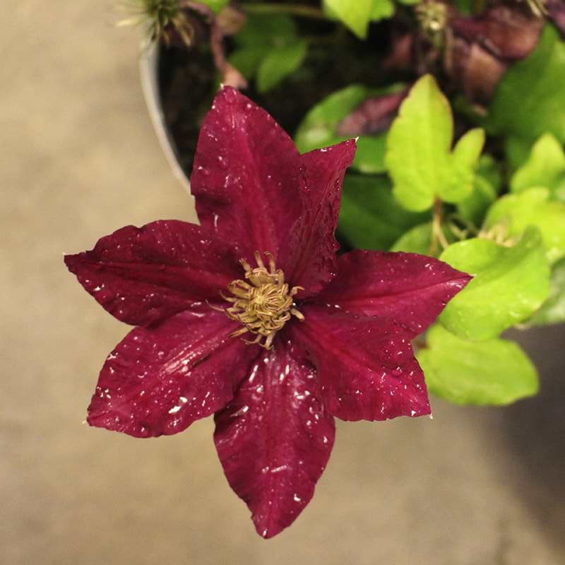 Bunddækkende Klematis (Clematis 'Ansley') - Flere Varianter