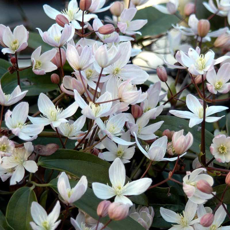Clematis Apple Blossom