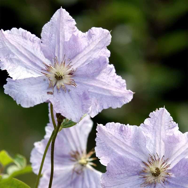 blå klematis