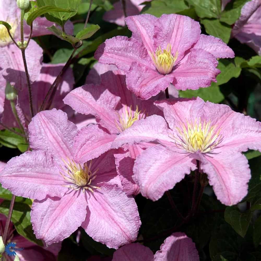 klematis Comtesse de Bouchaud