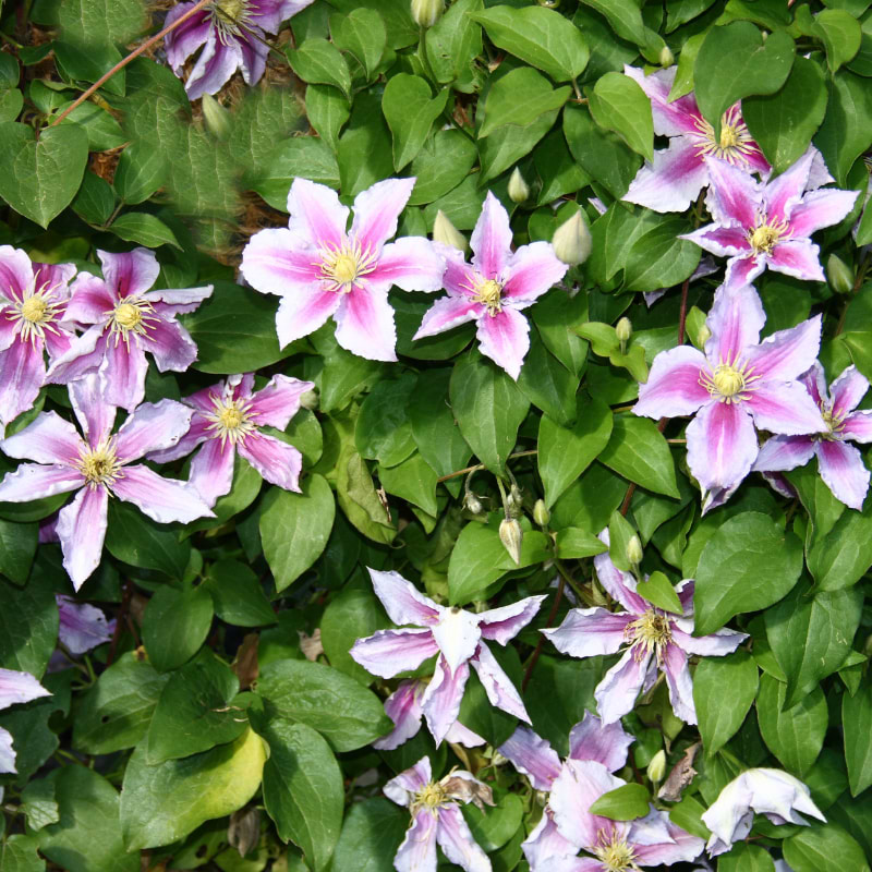 Clematis  ('Empress™' Regal®') 30-60 cm