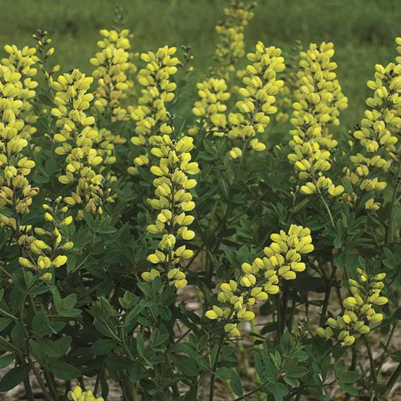 Farvebælg - falsk indigo (Baptisia 'Lemon Meringue') - flere varianter
