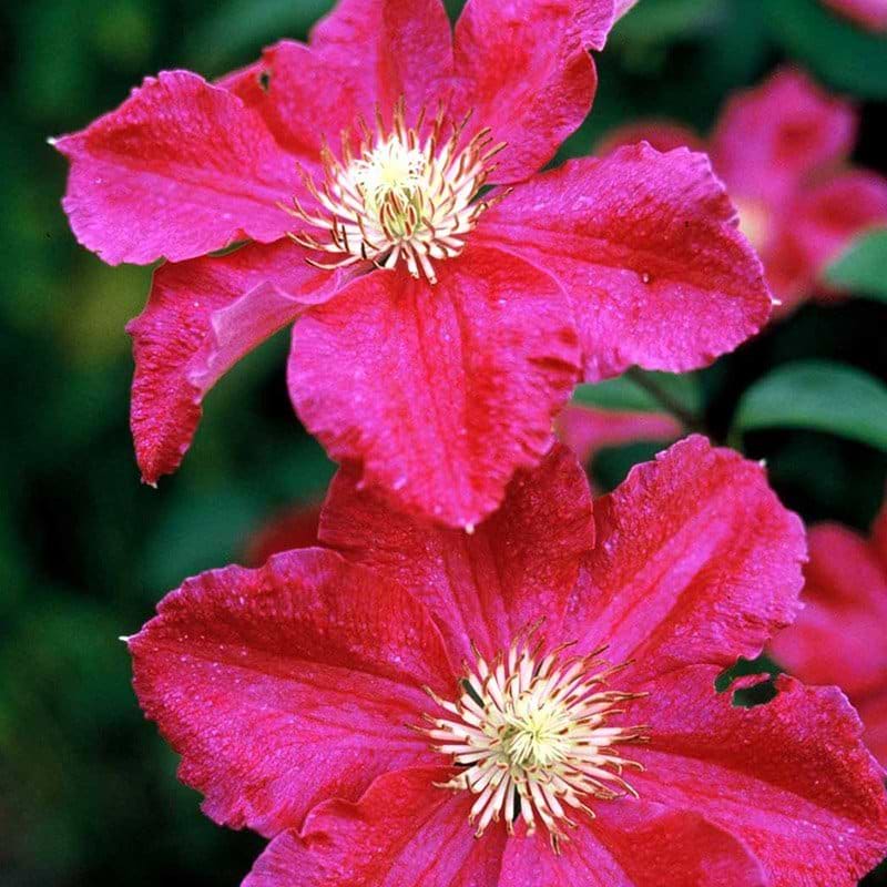 Clematis Ernest Markham