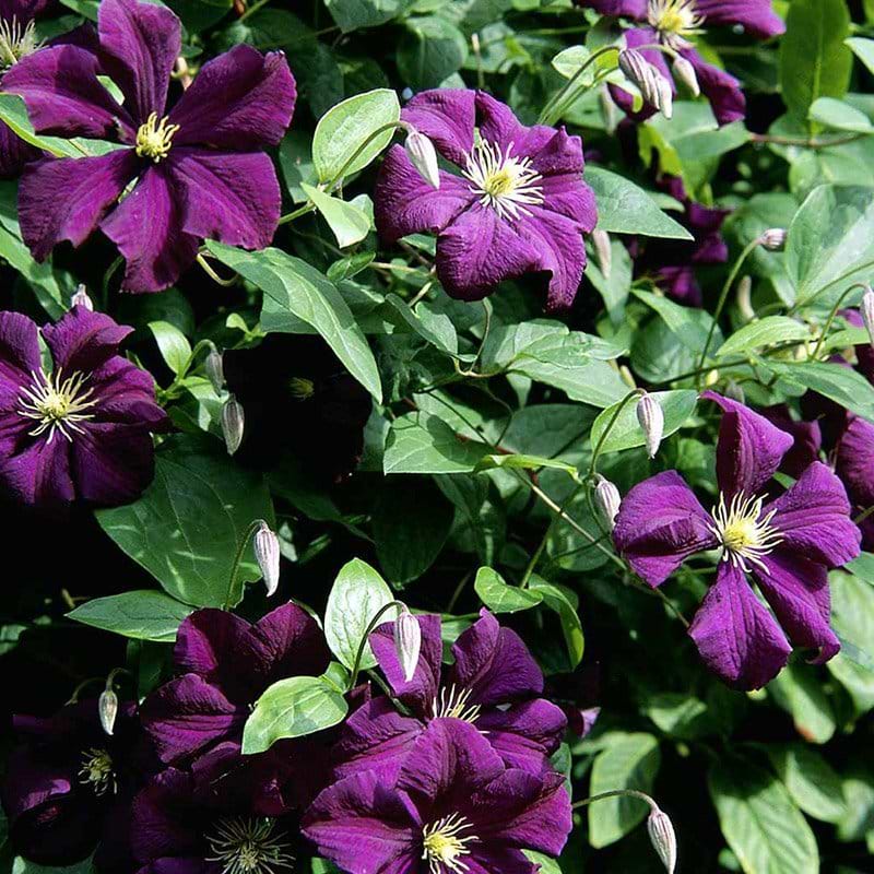 Clematis etoile violette