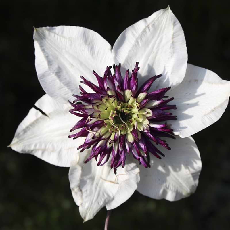 Klematis Bicolor blomst