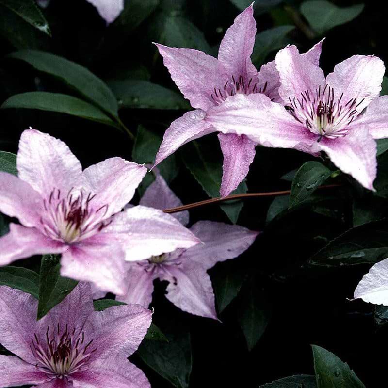 Klematis hagley hybrid blomst