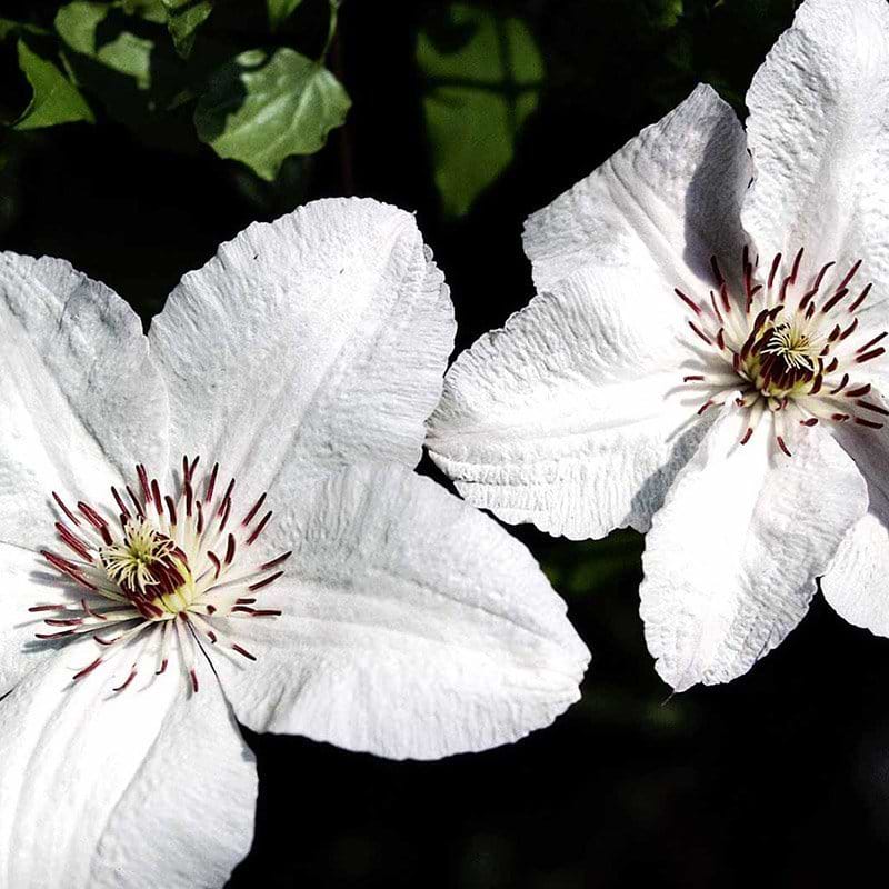 Klematis John Poul II