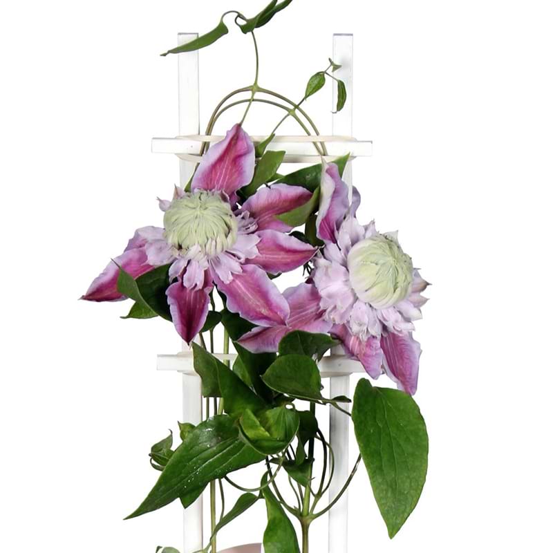 Clematis Boulevard Josephine