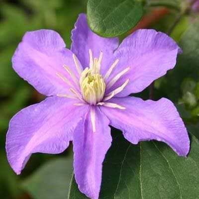 Klematis Justa