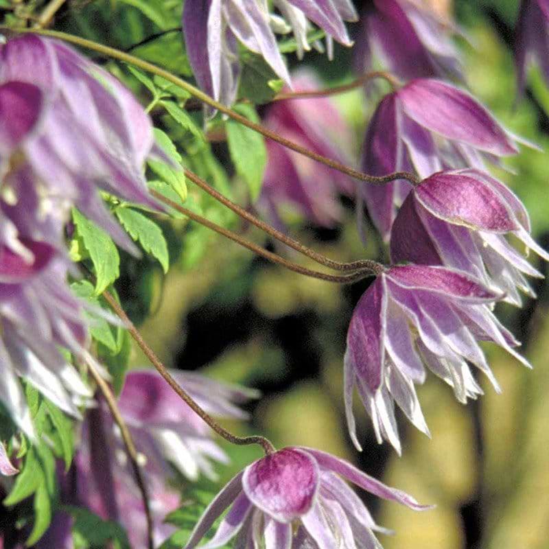 Clematis macropetala