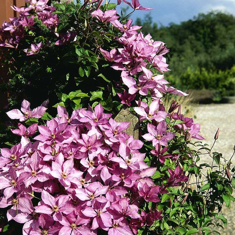Clematis Margaret Hunt