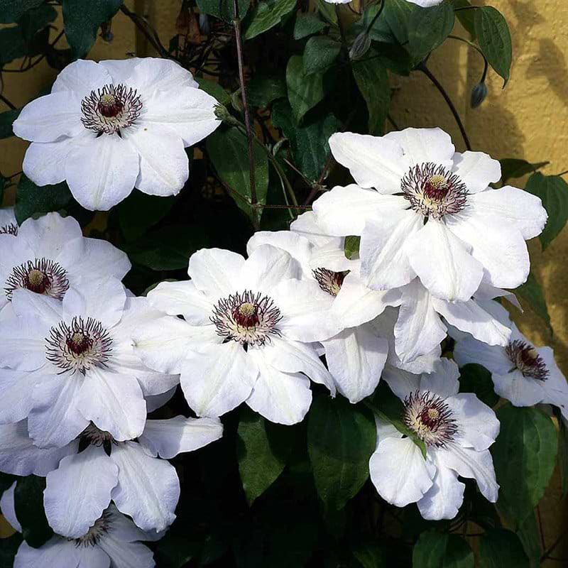 Klematis Miss Bateman